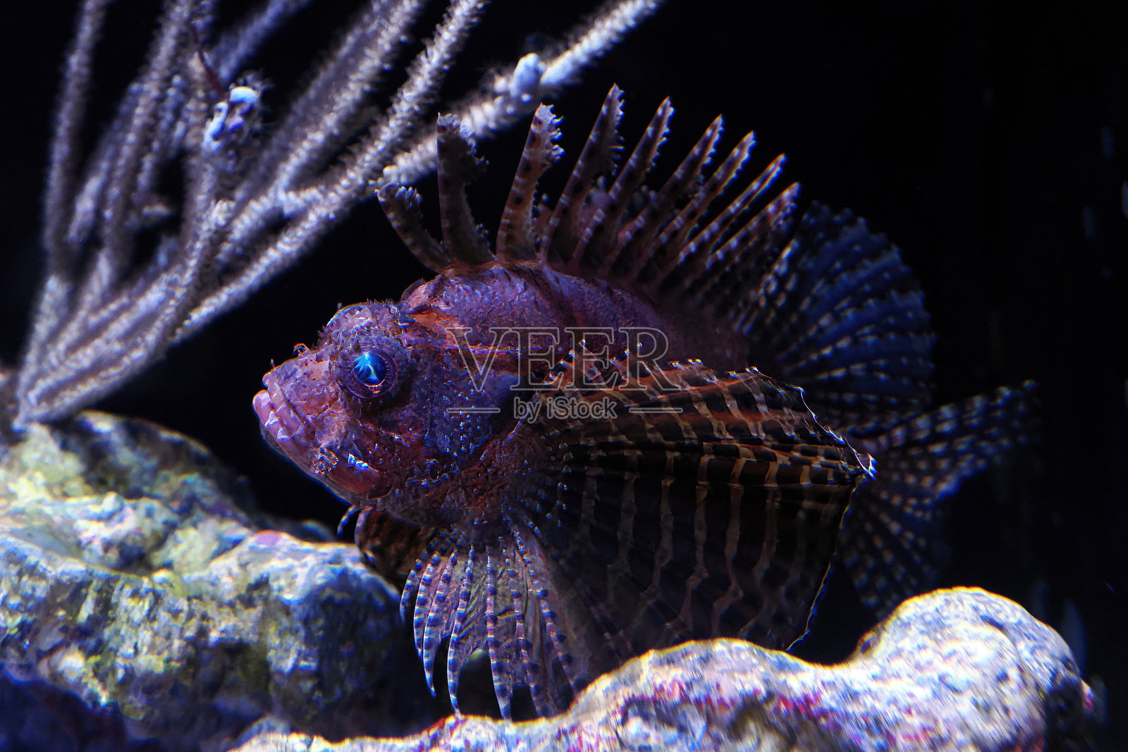 模糊矮狮子鱼（Dendrochirus brachypterus）照片摄影图片