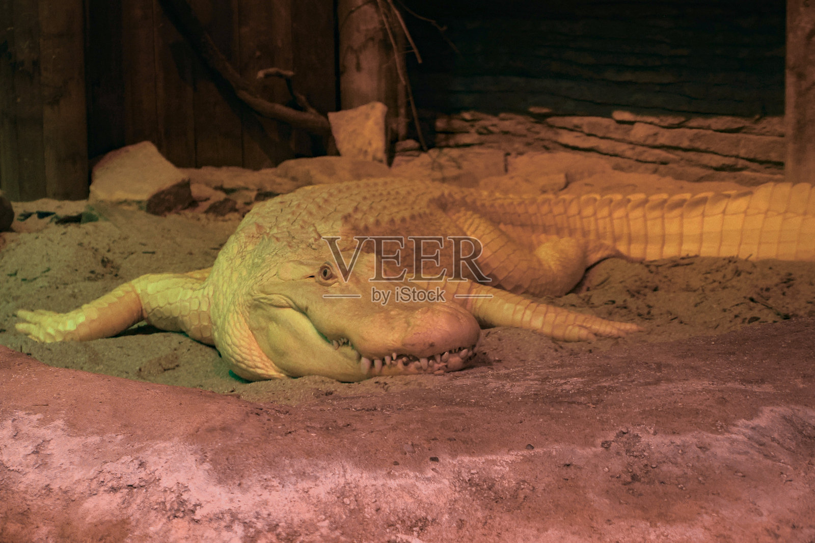 一只白化病美国鳄鱼的特写镜头照片摄影图片