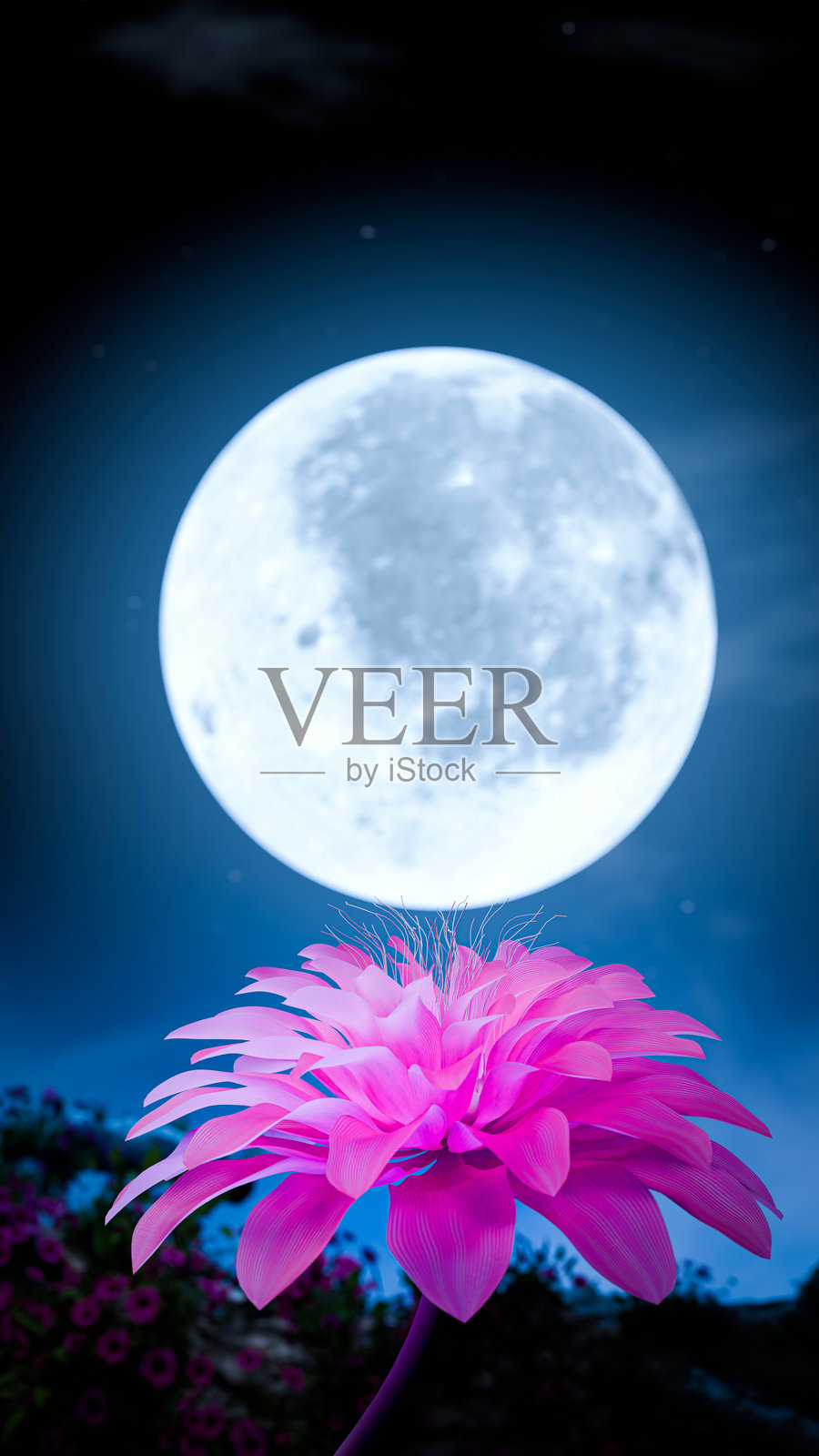 盛开的粉色花朵，背景是花丛和明亮的满月。夜晚的自然。夜间花卉。3D渲染。照片摄影图片