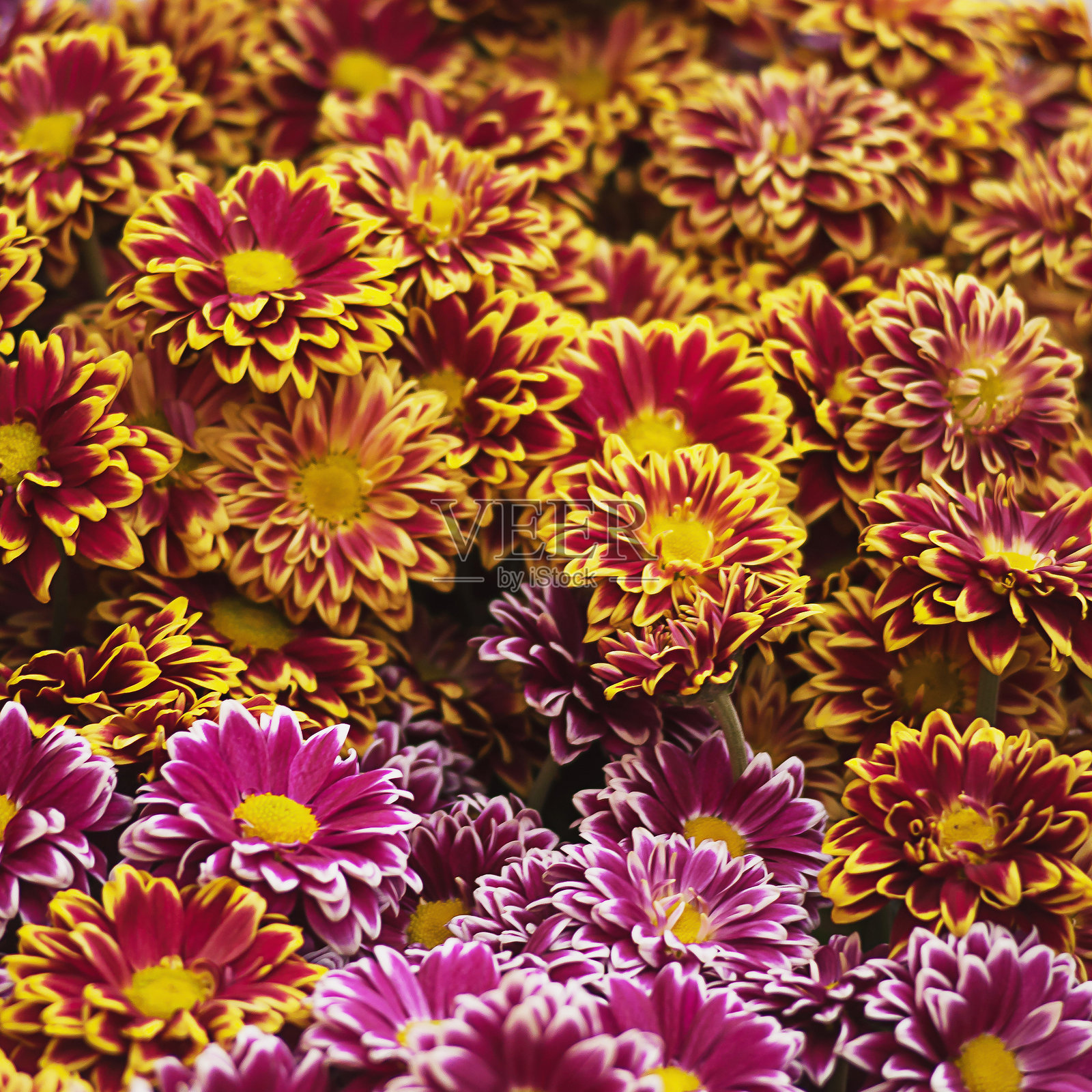 花束。春天的花朵。美丽。照片摄影图片