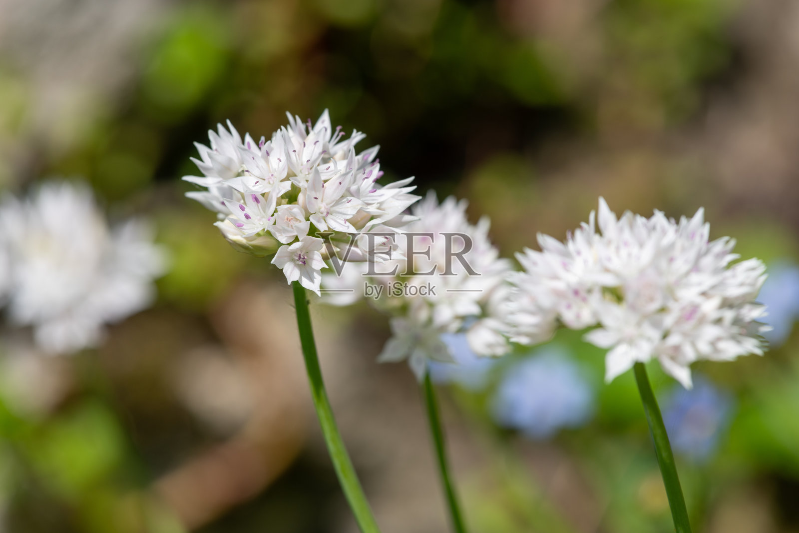 狭叶洋葱（Allium amplectens）花朵照片摄影图片