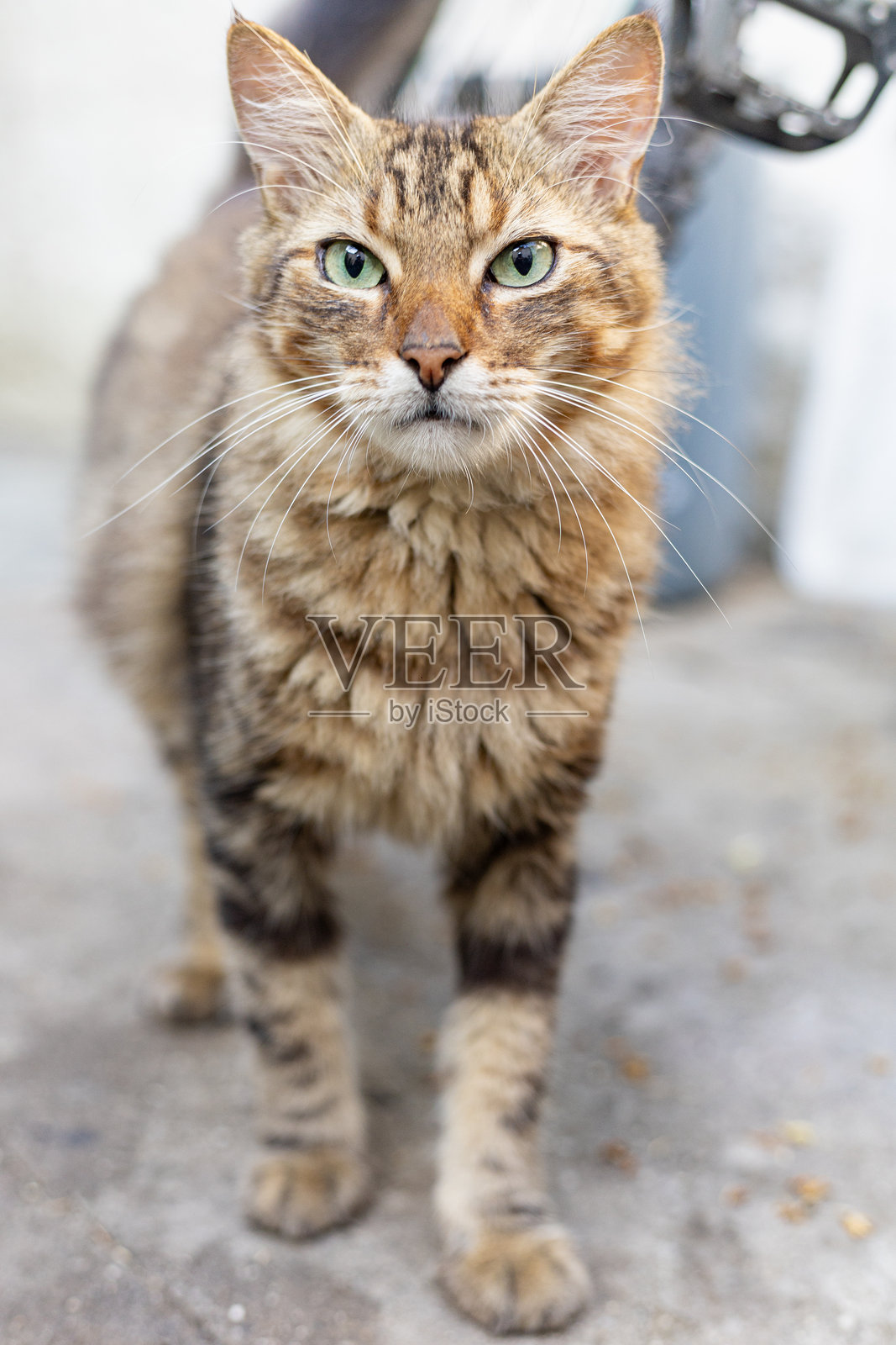 美丽的猫在传统的巴西房屋中探险照片摄影图片