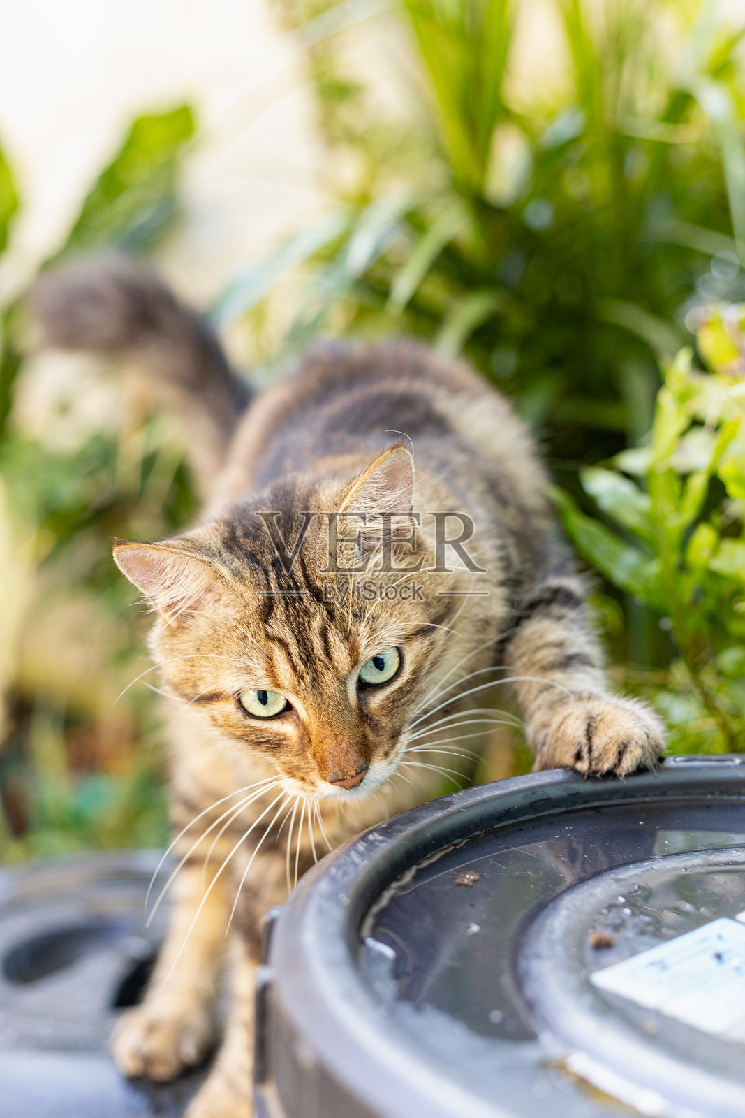 美丽的猫在传统的巴西房屋中探险照片摄影图片