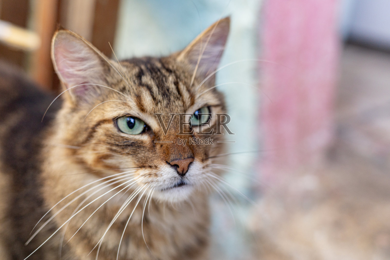 美丽的猫在传统的巴西房子里探险照片摄影图片