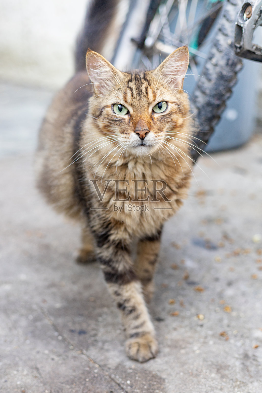 美丽的猫在传统的巴西房屋中探险照片摄影图片