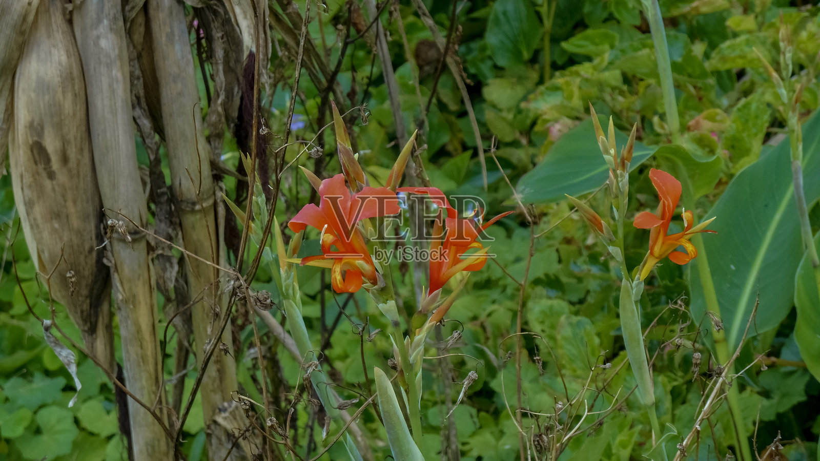 印度甘蔗，也称为阿奇拉、印度甘蔗、沼泽甘蔗、比里、印度香蕉和/或园艺香蕉。照片摄影图片