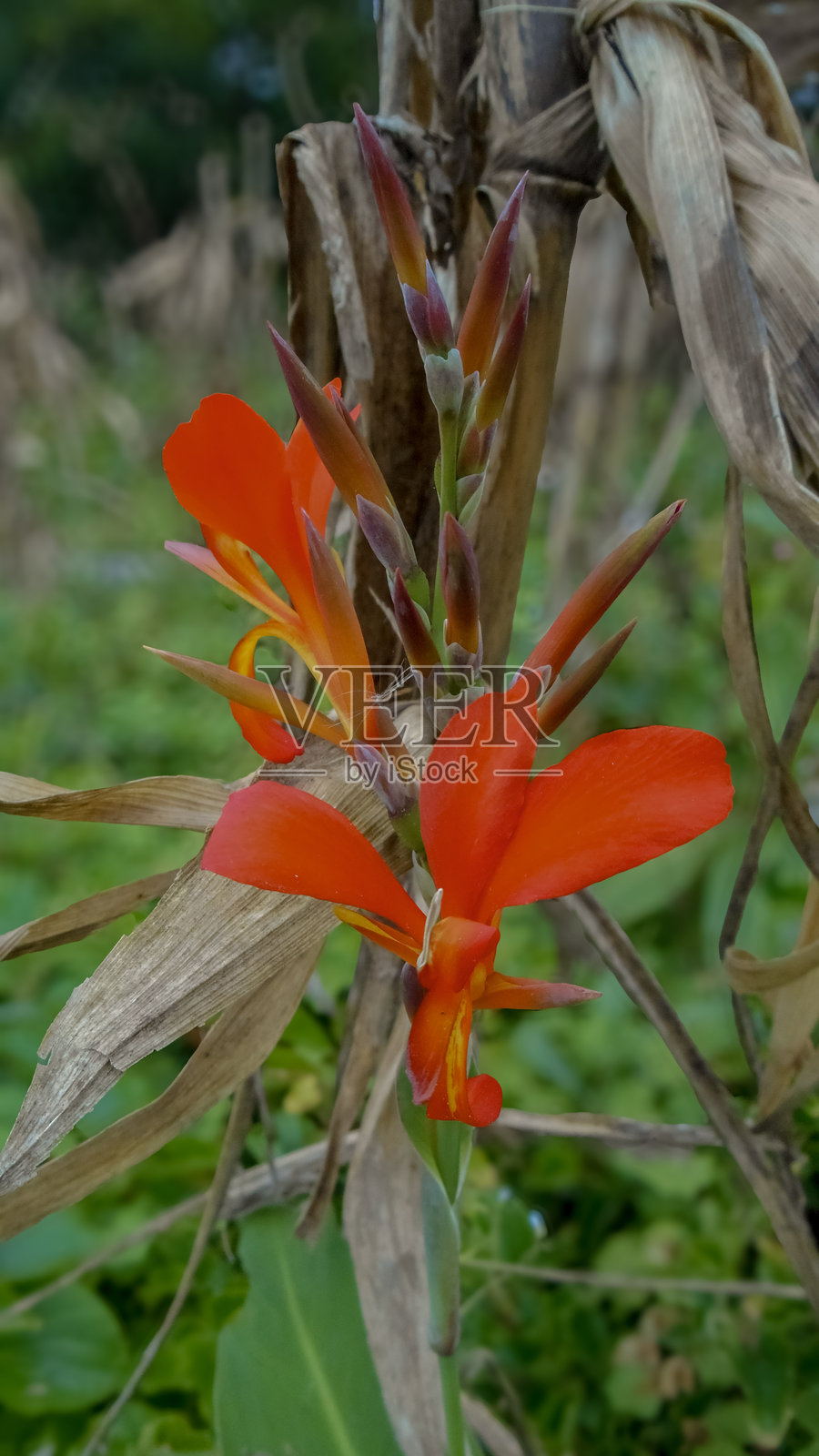 印度甘蔗，也称为阿奇拉、印度甘蔗、沼泽甘蔗、比里、印度香蕉和/或园艺香蕉。照片摄影图片
