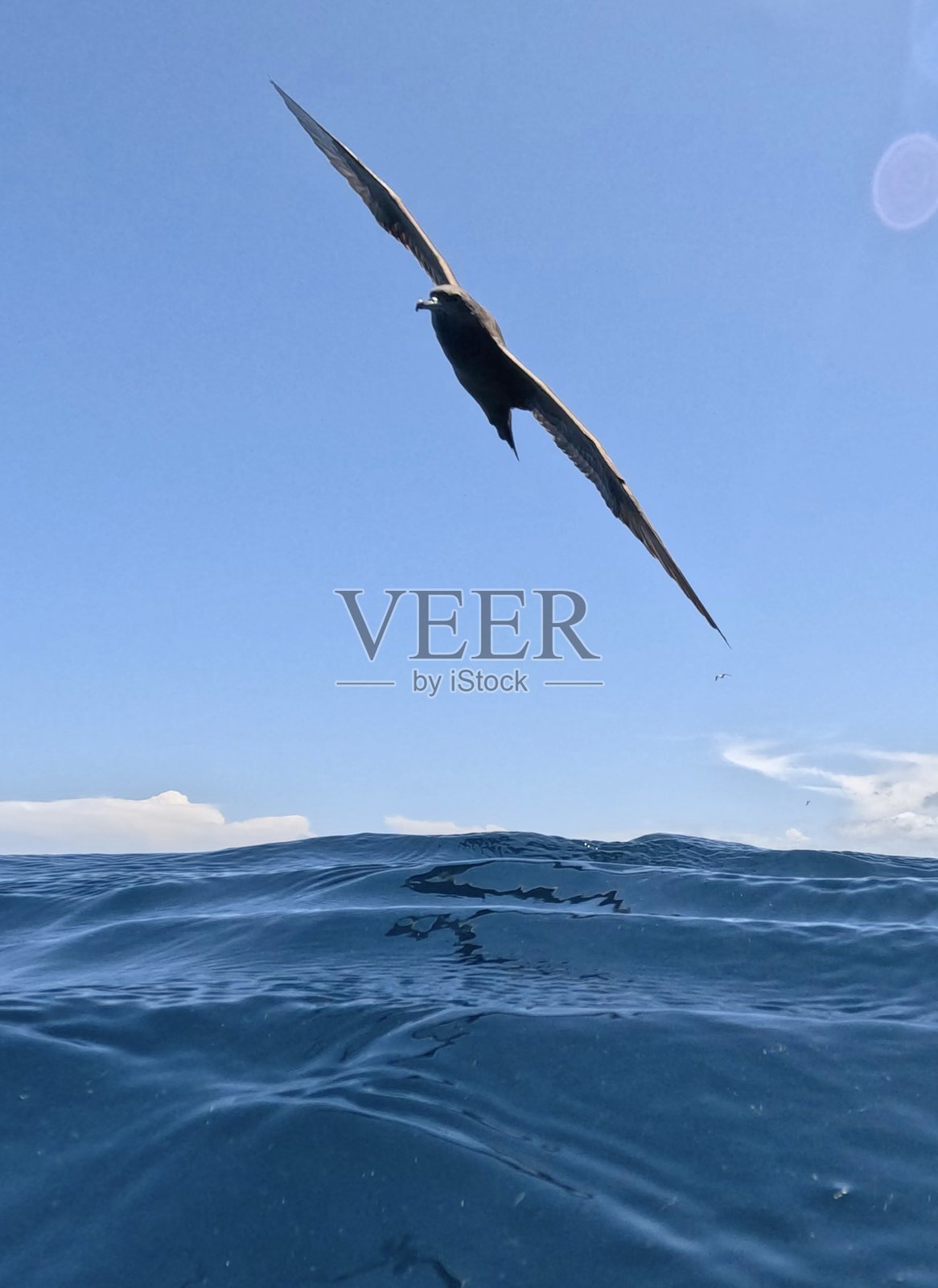 海鸥照片摄影图片