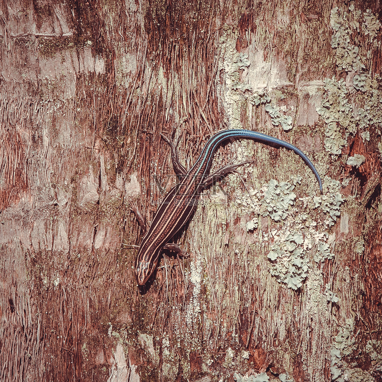 五条线蜥蜴在树干上照片摄影图片