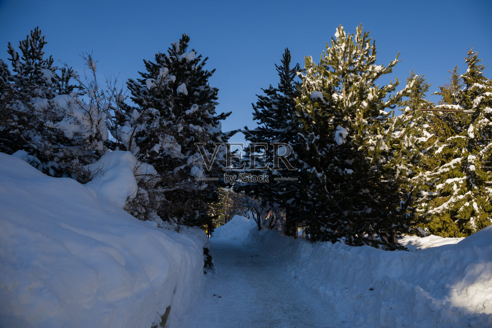 冬季山地旅游 - 阳光明媚的一天，在松树间漫步，洁白的雪和阳光。照片摄影图片