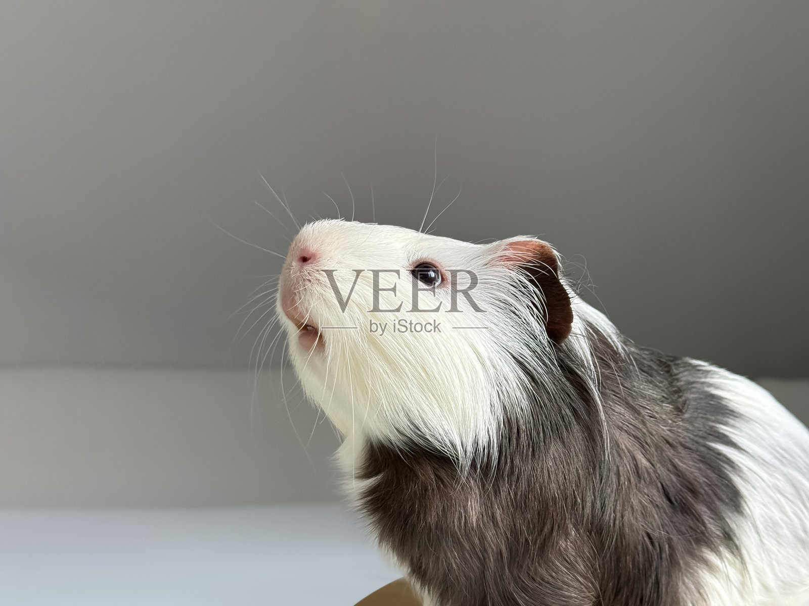 在室内特写环境中，好奇地向上看的豚鼠照片摄影图片