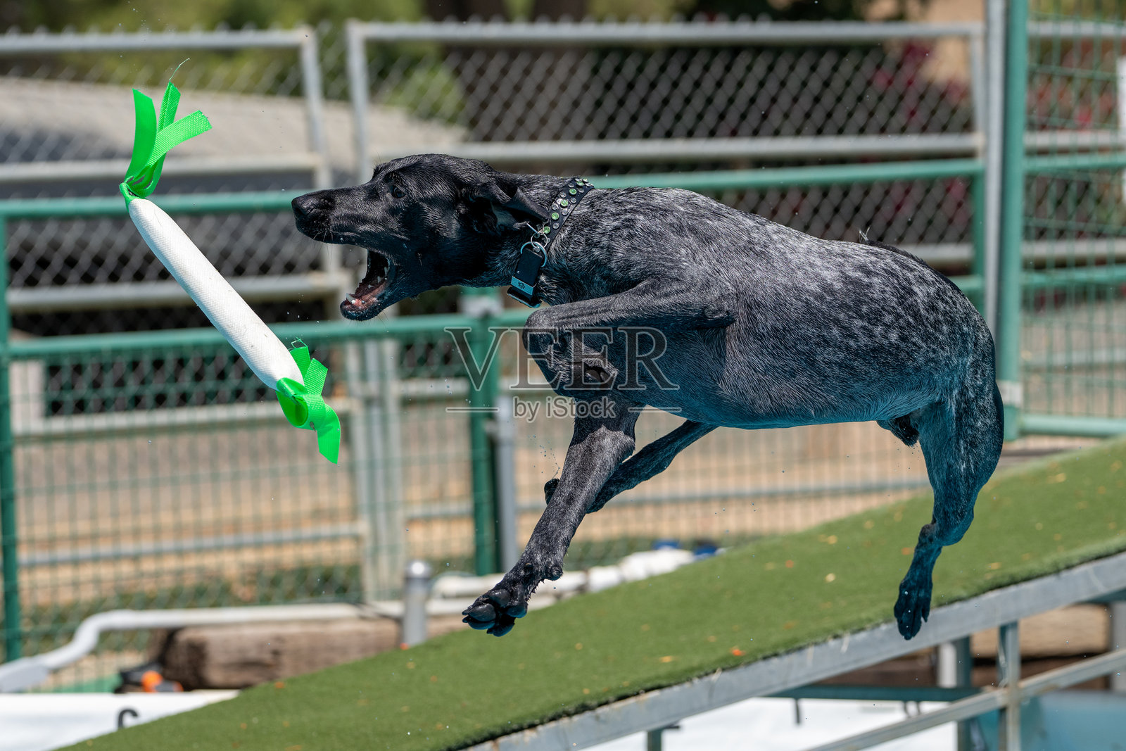 德国短毛指针犬即将抓住玩具照片摄影图片