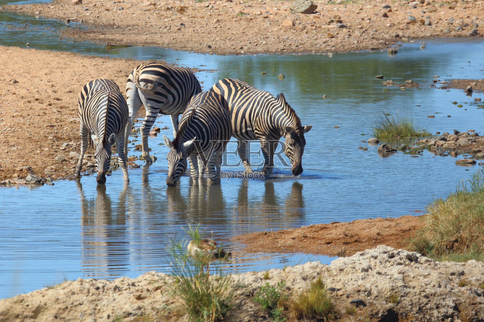草原斑马 / 伯切尔斑马 / Equus quagga burchellii照片摄影图片