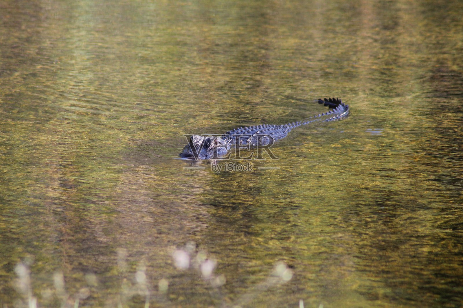 美洲鳄鱼照片摄影图片