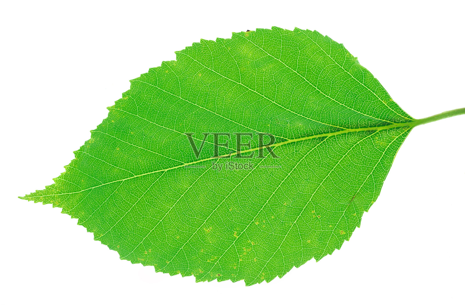 绿色叶子，带有叶脉纹理，孤立在白色背景上照片摄影图片