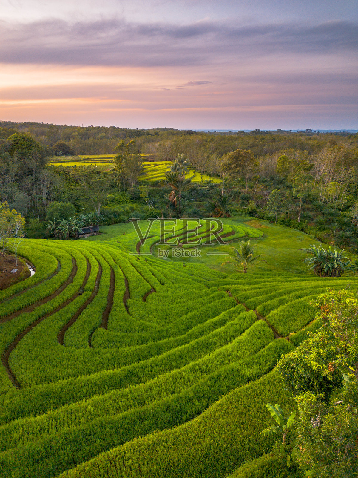 美丽的早晨景色，印度尼西亚全景，稻田与美丽的色彩和自然光的天空照片摄影图片