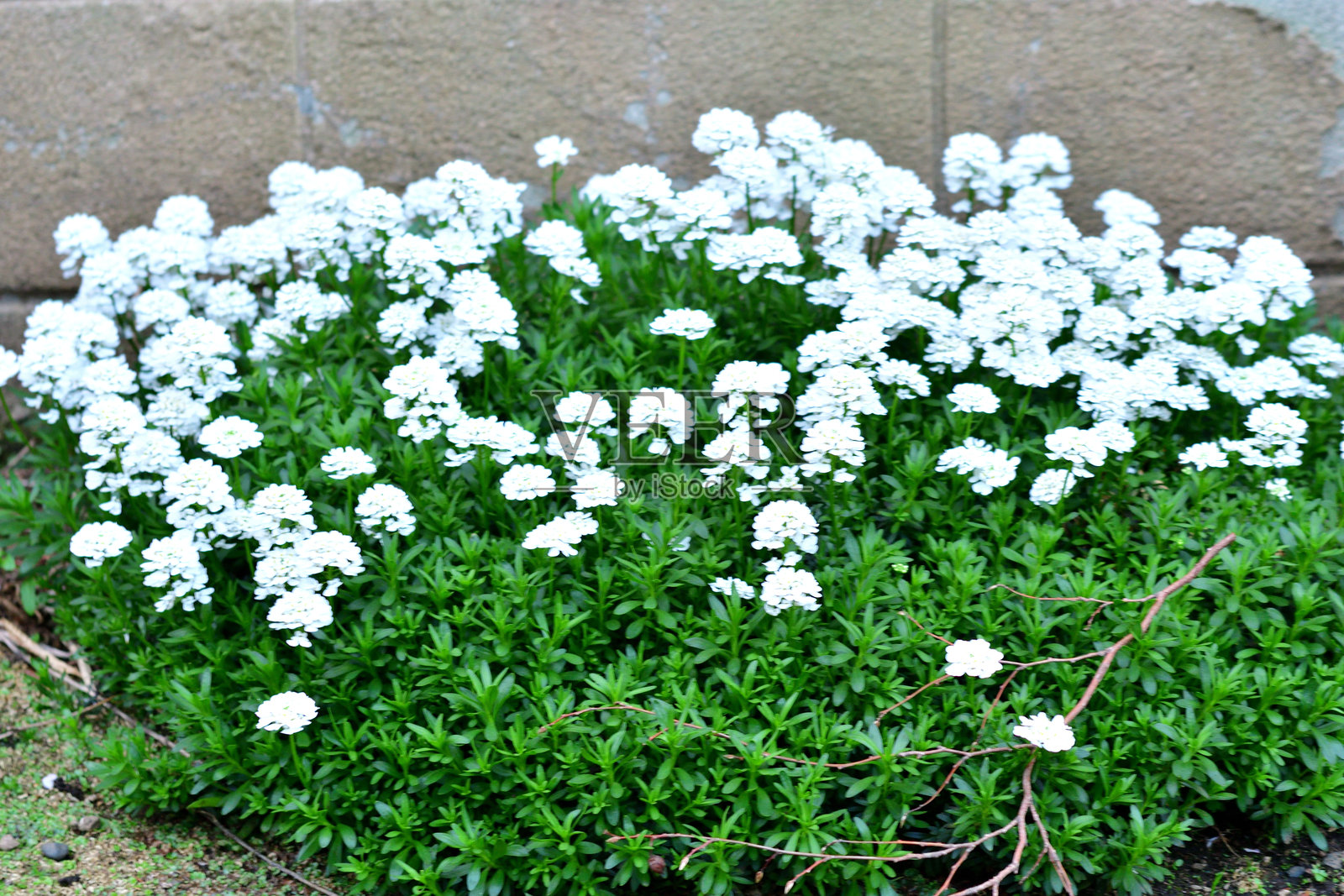 常春花 / 糖果花照片摄影图片