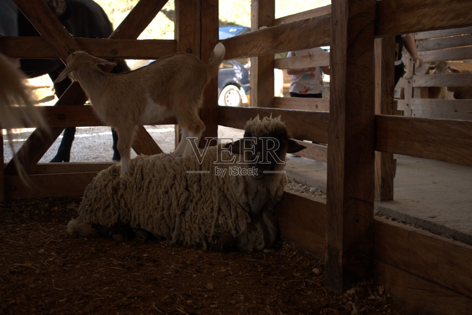 观赏鱼照片摄影图片