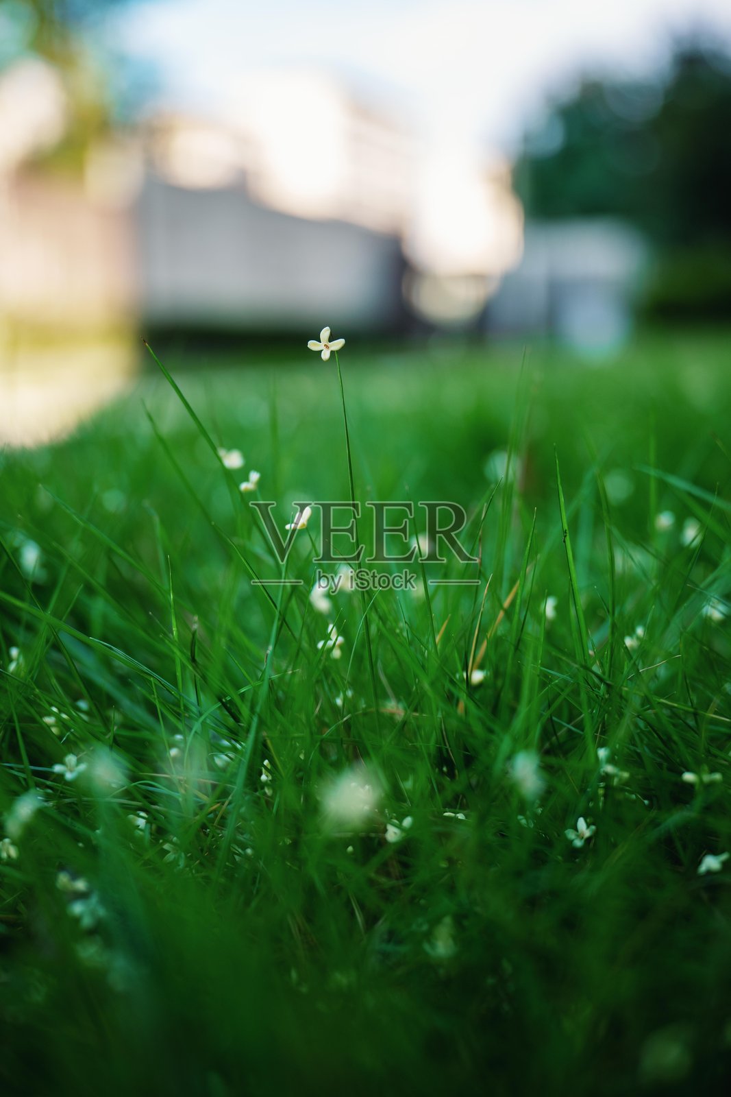 桂花瓣落在草尖上照片摄影图片