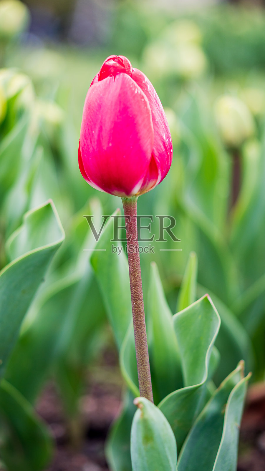 紫红色郁金香与绿色叶子的背景照片摄影图片