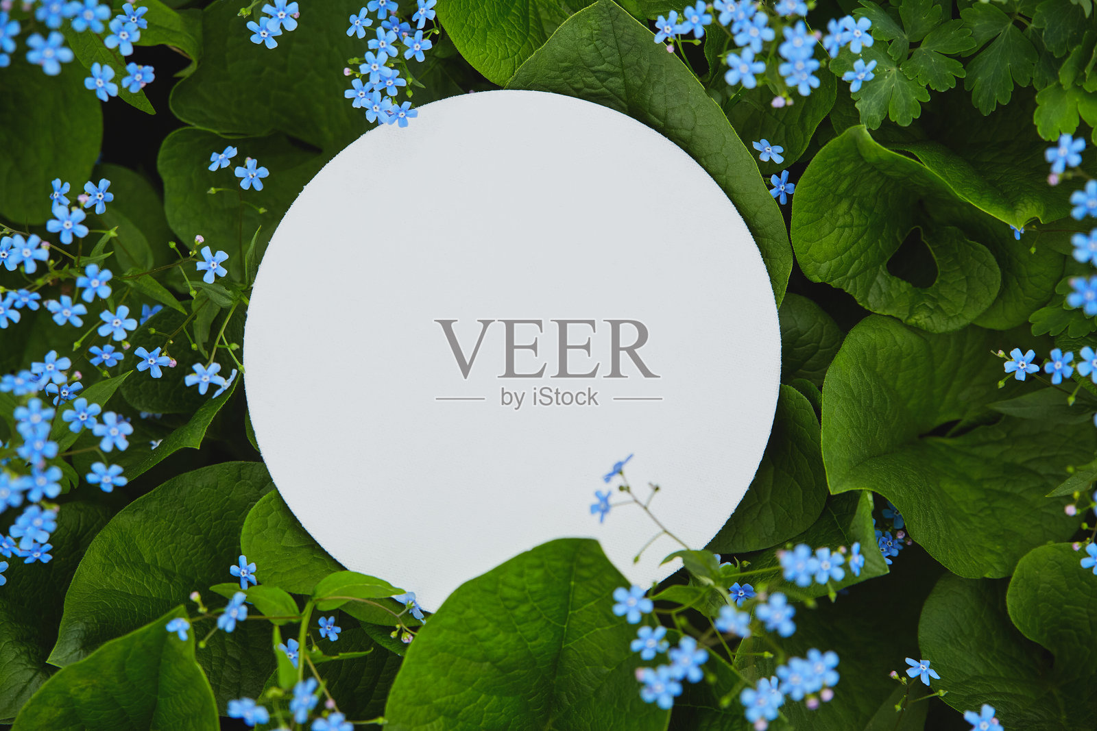 被郁郁葱葱的绿色植物环绕的圆形白色空白区域，周围有蓝色花朵。照片摄影图片