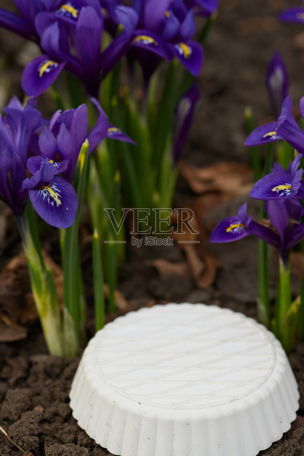 生机勃勃的紫色鸢尾花在花园中盛开，周围是肥沃的土壤和一个白色圆形花园标记。照片摄影图片