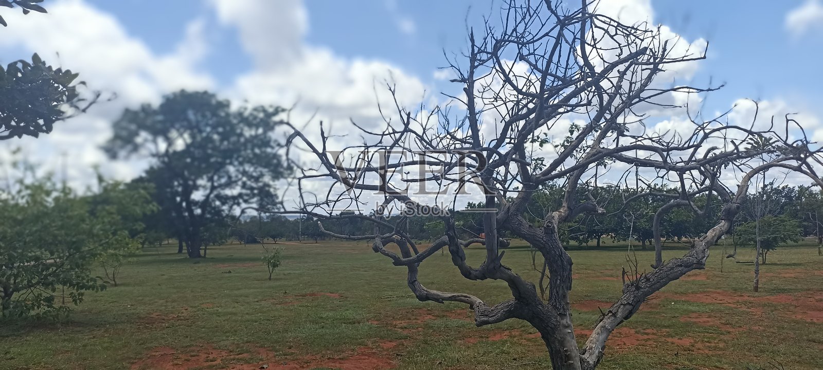 自然的怀抱：巴西利亚城市公园的树木照片摄影图片