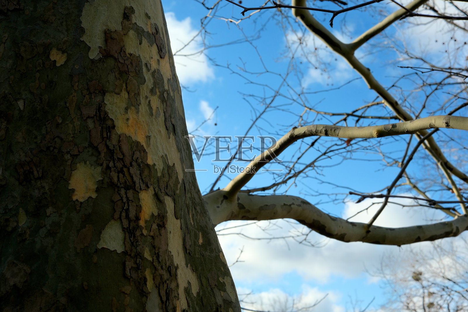 在蔚蓝的天空下，优雅的树枝拥抱自然照片摄影图片