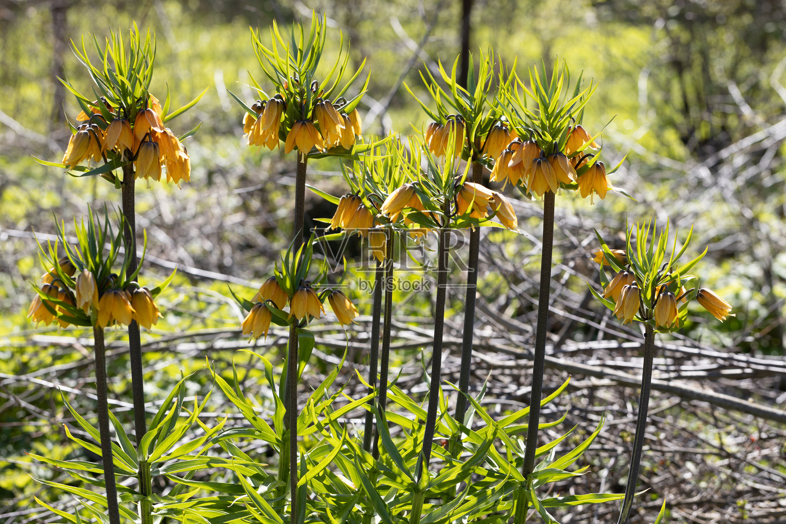 花开百合花 Rubra Maxima - 皇冠帝王花 Rubra Maxima照片摄影图片