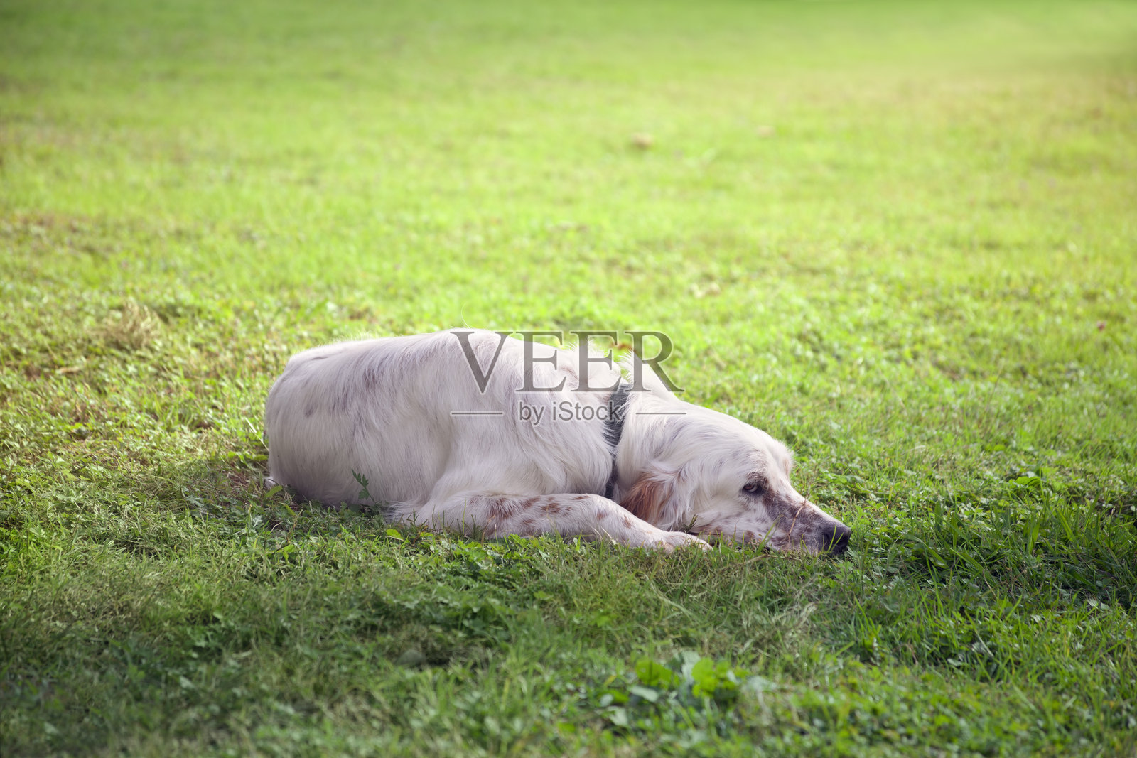一只白色的设特犬躺在阴凉的绿草地上，注视着镜头。特写镜头照片摄影图片