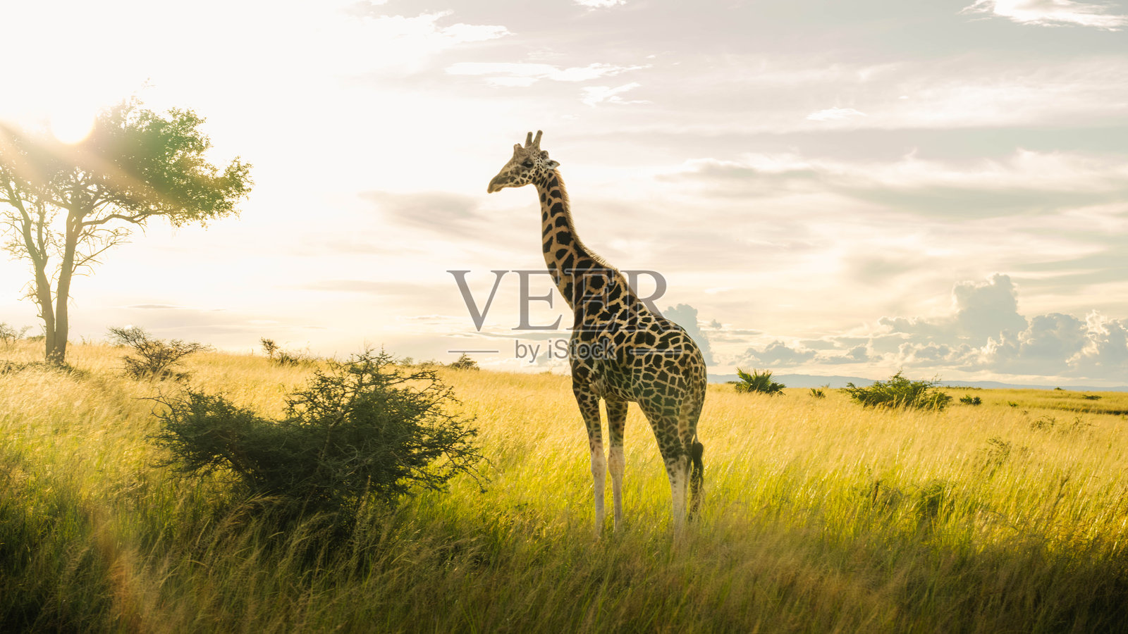 乌干达穆尔奇森瀑布国家公园的长颈鹿，剪影映衬在灿烂的阳光下。照片摄影图片