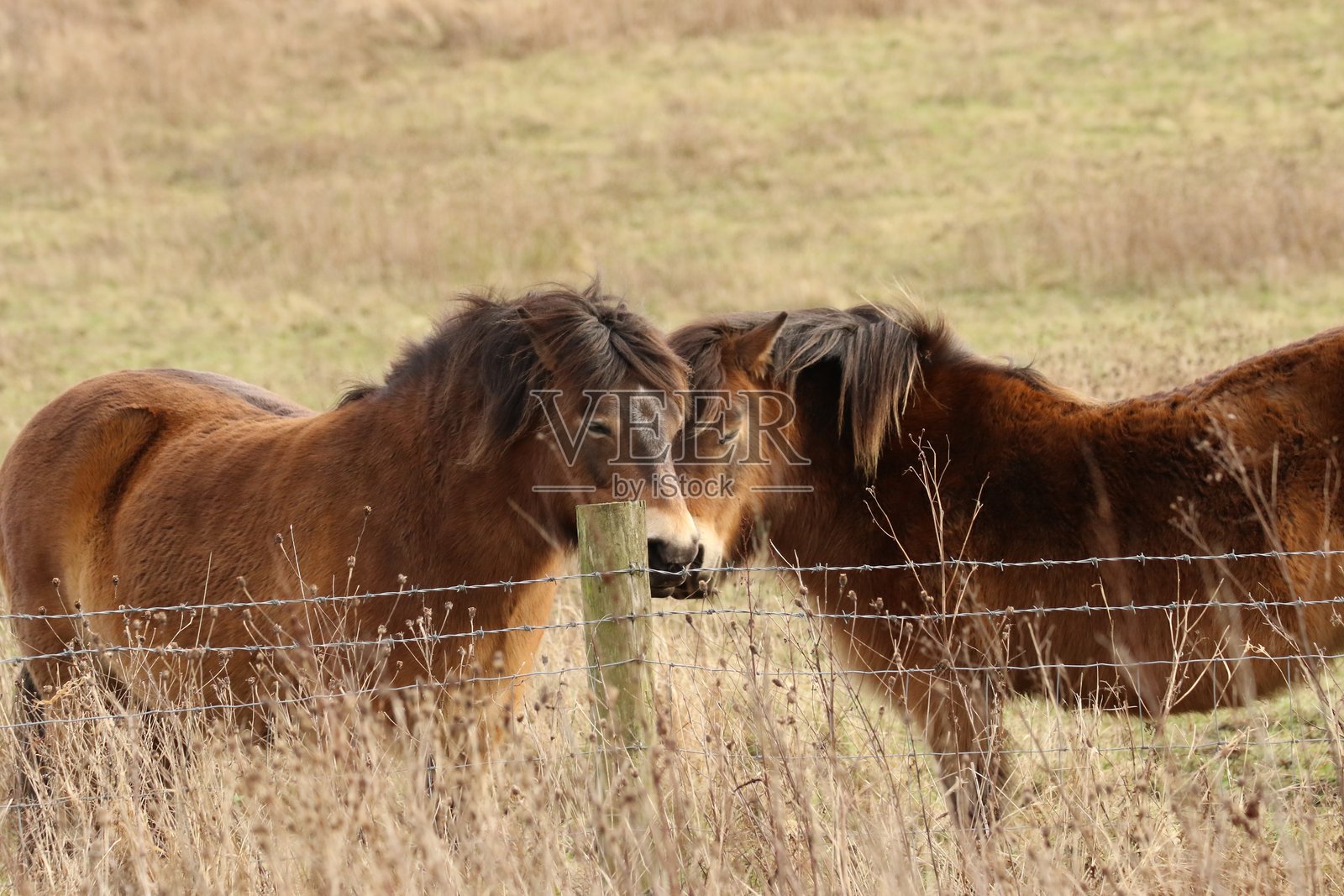 马在田野上站立照片摄影图片