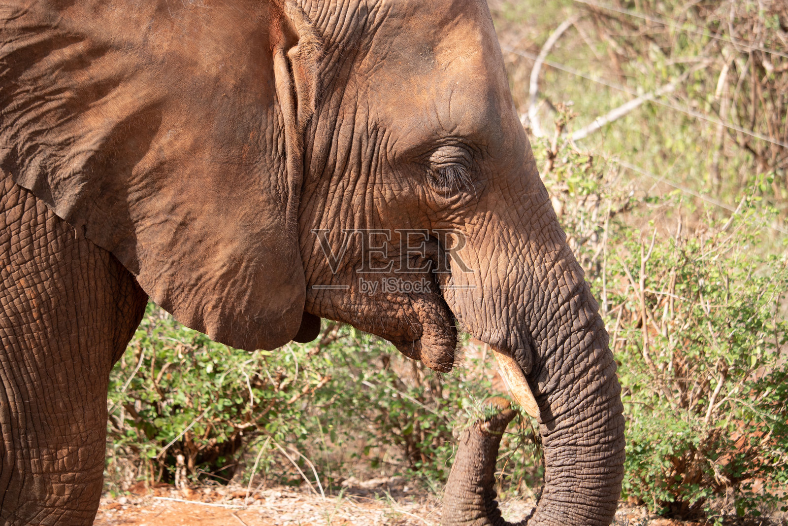 肯尼亚的大象。马赛马拉和塔瓦国家公园的野生动物园之旅。野外的红色大象。来自非洲的美丽旅行照片。照片摄影图片
