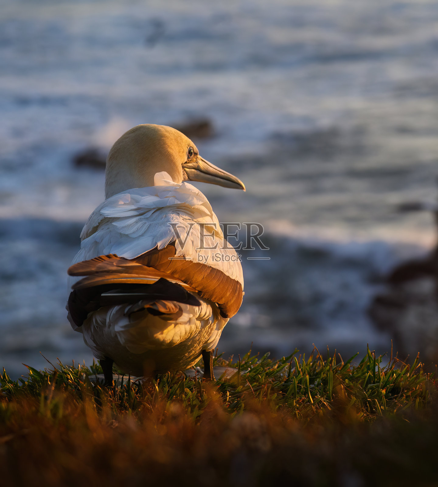 在奥克兰的穆里怀海滩上，日落时分的海鸥。照片摄影图片