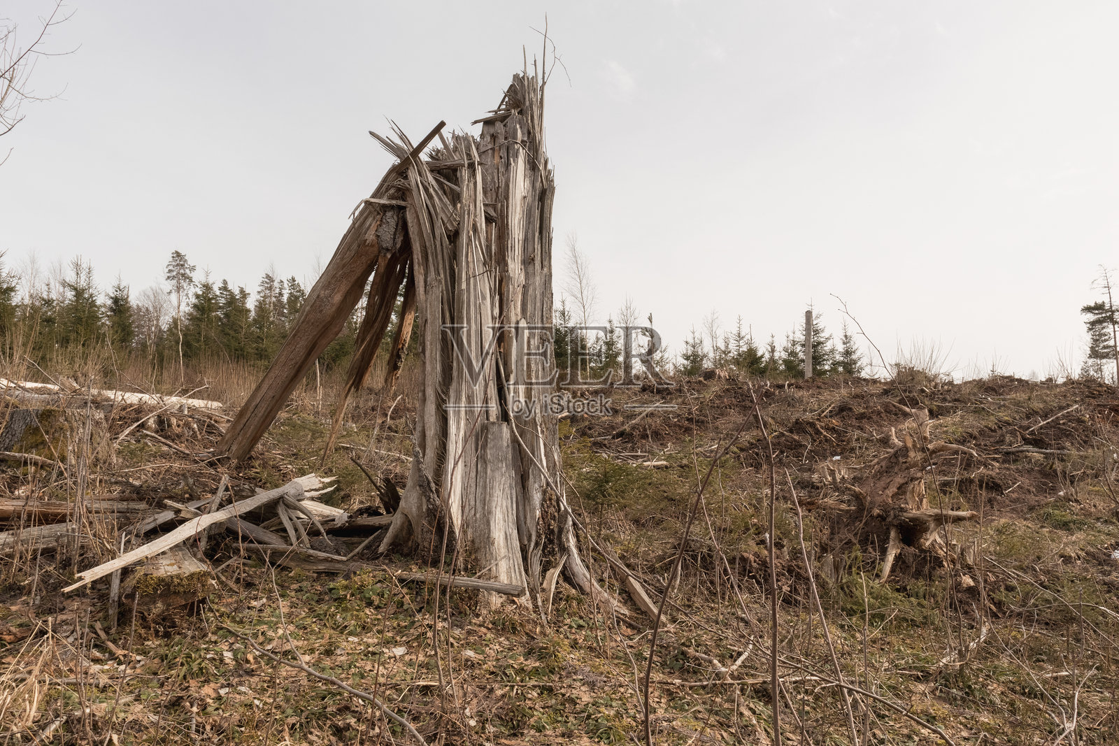 一棵死树在林地环境中，树上有许多树枝，覆盖着苔藓。照片摄影图片