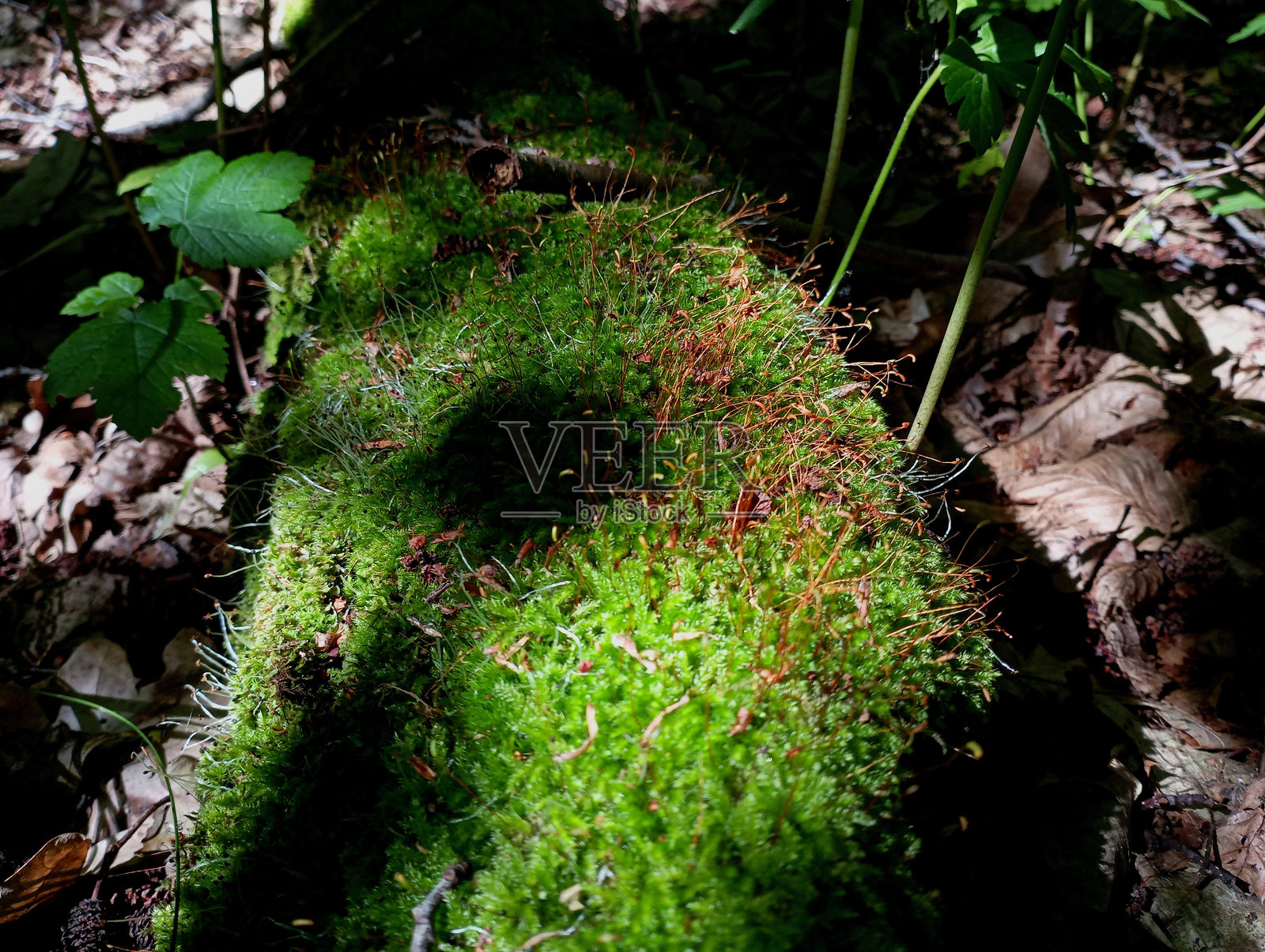 森林里躺在地上的一棵老树干上，绿色的森林苔藓被阳光照亮了。漫步在夏日森林中的自然森林背景和纹理。照片摄影图片