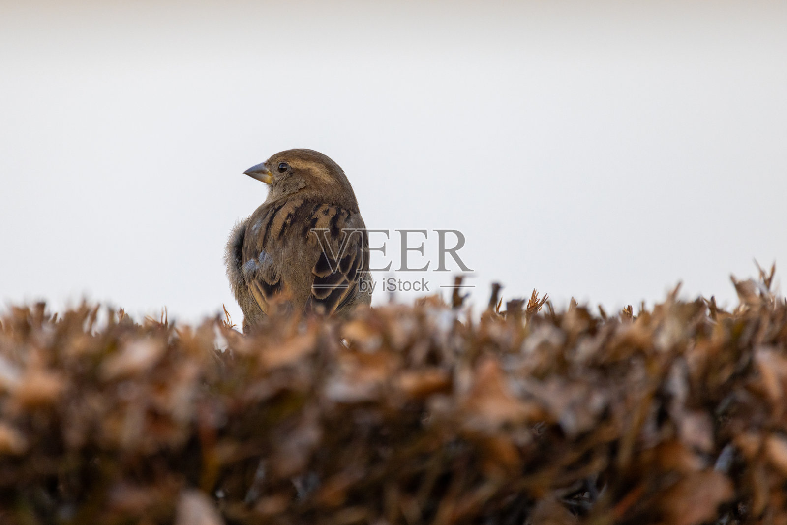 一只孤独的麻雀轻轻栖息在郁郁葱葱的树篱上，沐浴在柔和的晨光中。照片摄影图片