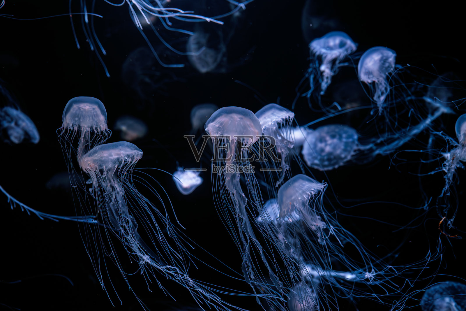 一群大西洋海蜇在发光的水族馆中漂浮，伴有霓虹灯光。照片摄影图片