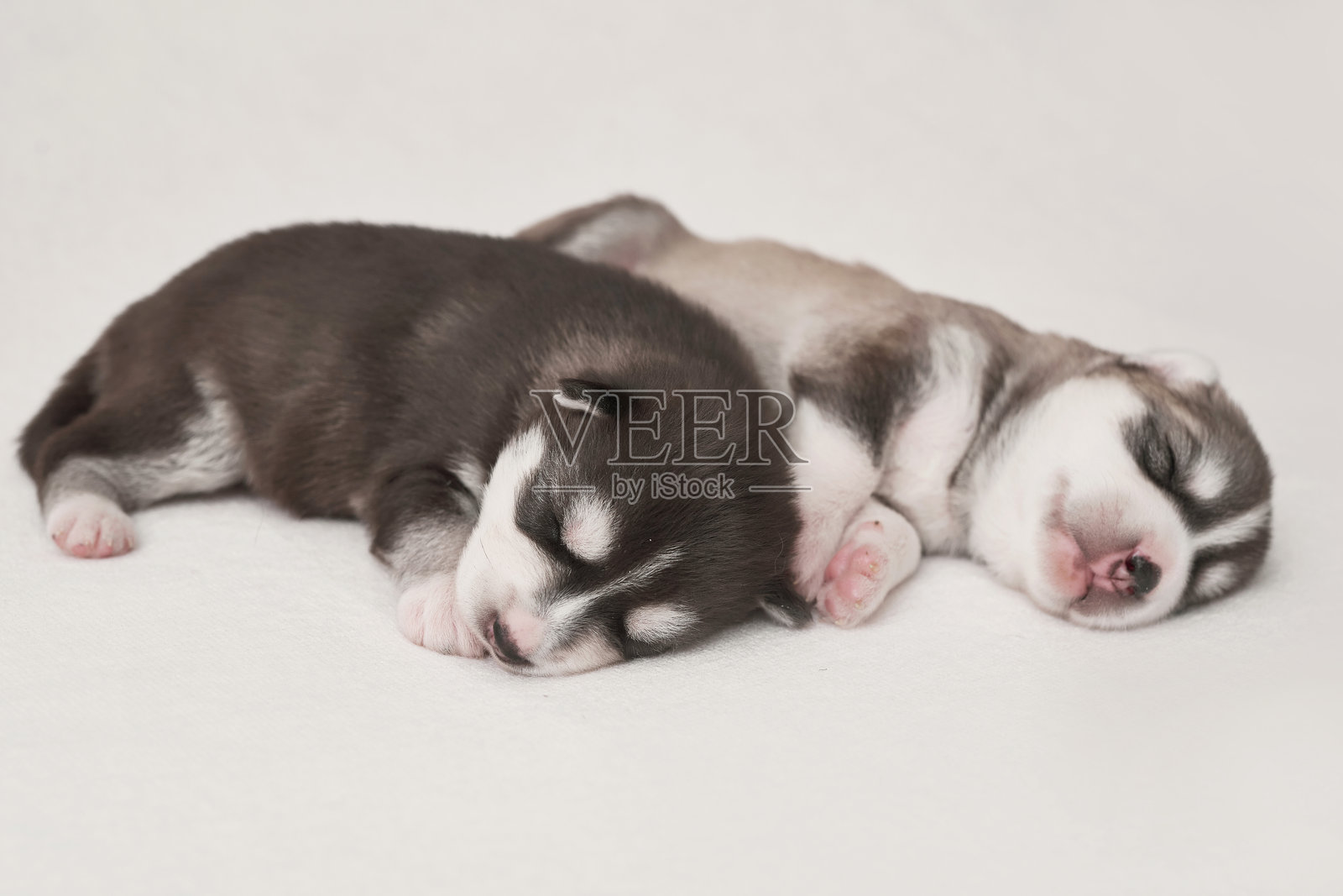 1天大的西伯利亚哈士奇幼犬。哈士奇犬繁殖。兽医学、动物医院、兽医诊所的概念。小狗在睡觉。动物园酒店。宠物酒店。宠物用品。照片摄影图片