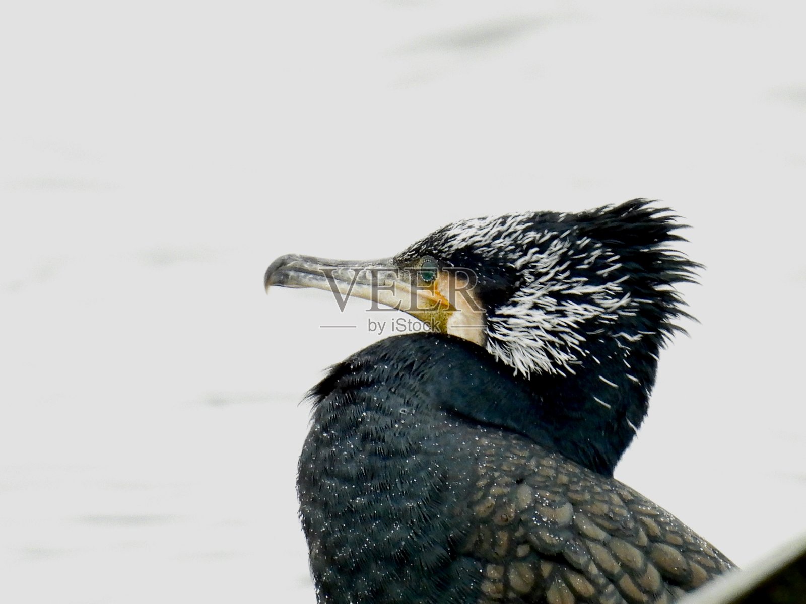 大鸬鹚在繁殖羽毛中的特写侧面图照片摄影图片