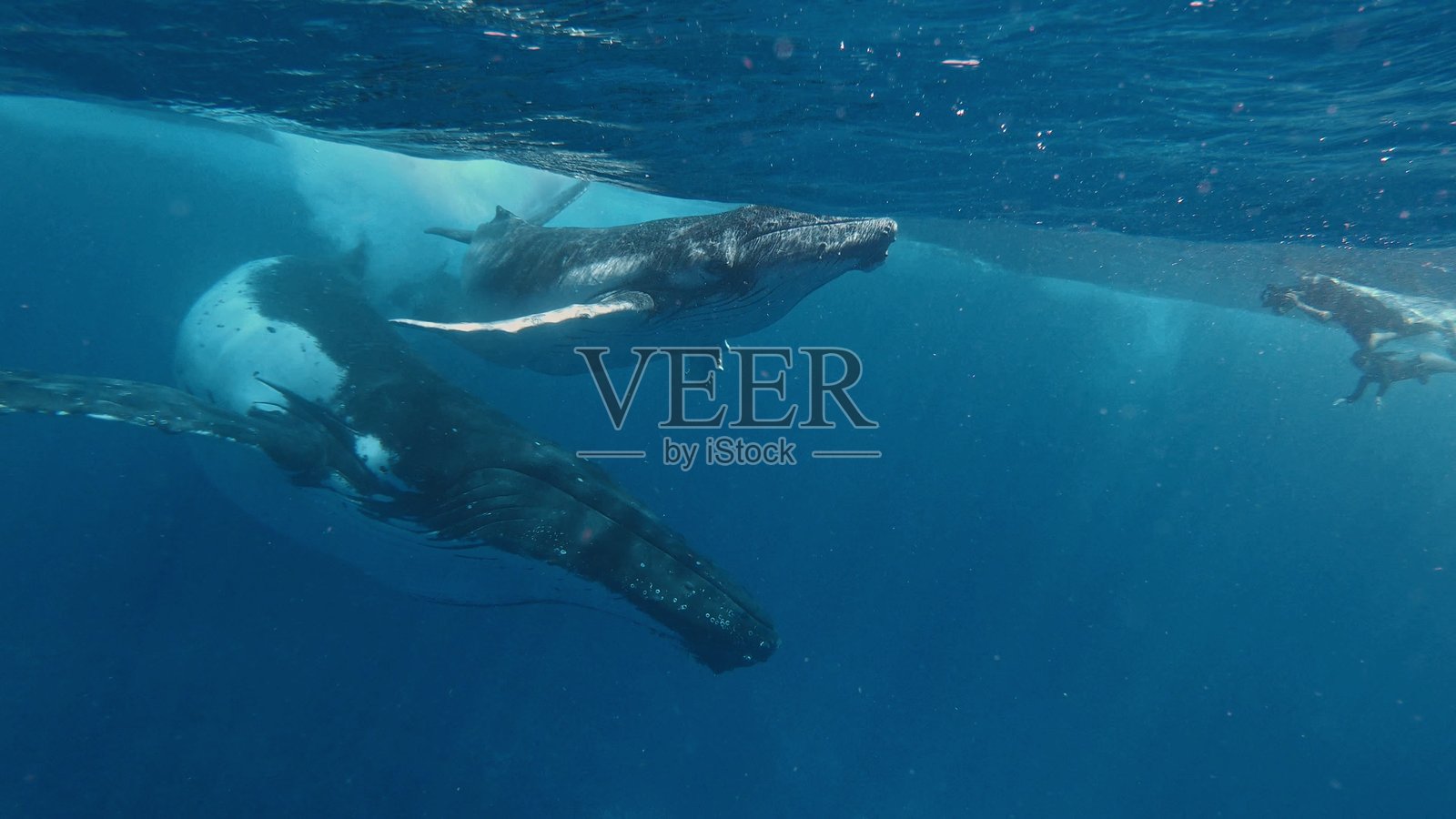 一只年轻的座头鲸（Megaptera novaeangliae）在加勒比海的水面上游泳，靠近它出生的地方。画面使用14位色彩的电影摄影机拍摄，呈现原始画质。照片摄影图片