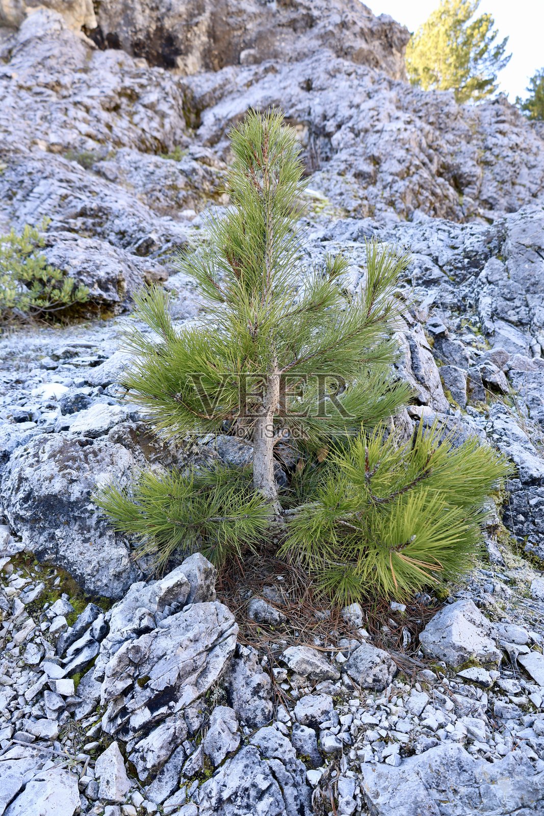 崎岖的雪地景观照片摄影图片