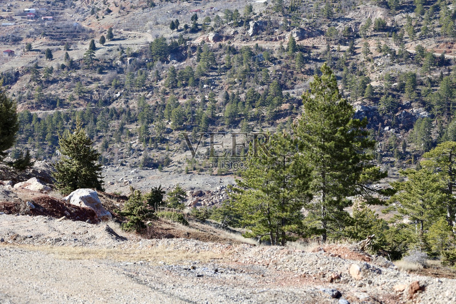 松树风景照片摄影图片