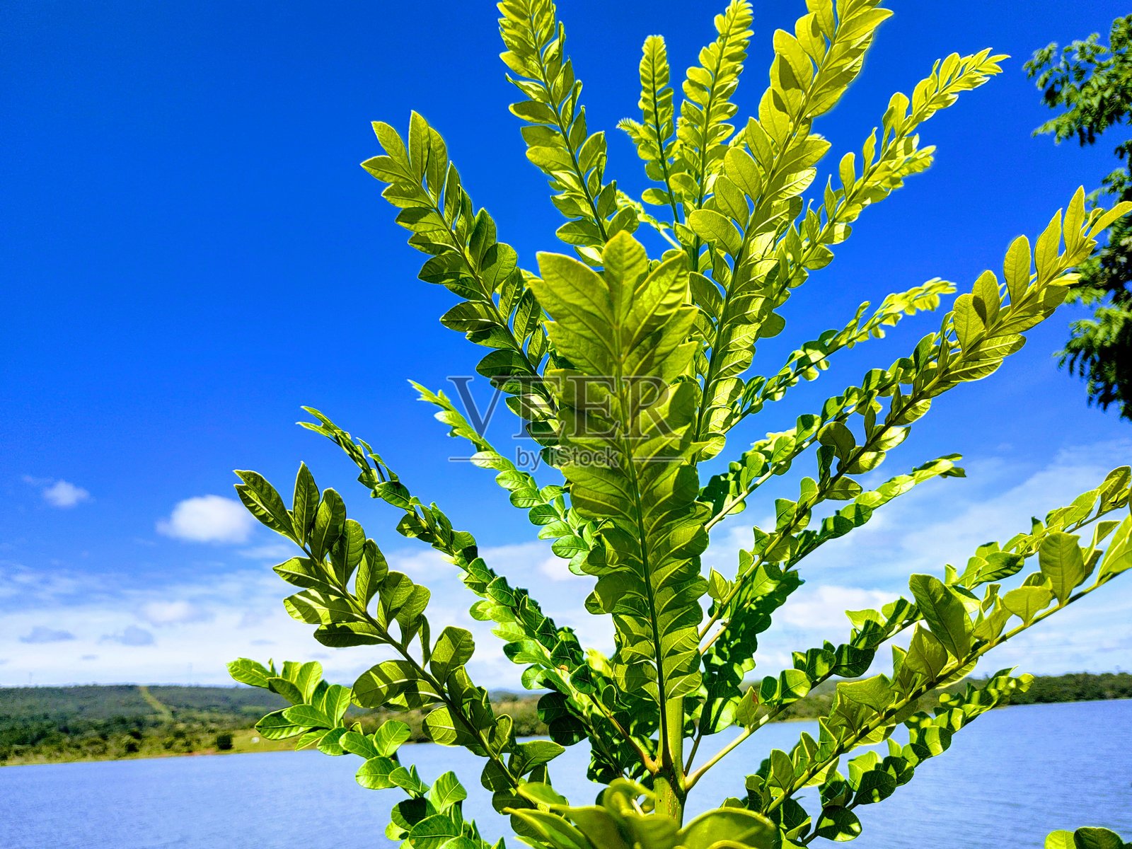 塞拉多的对比照片摄影图片