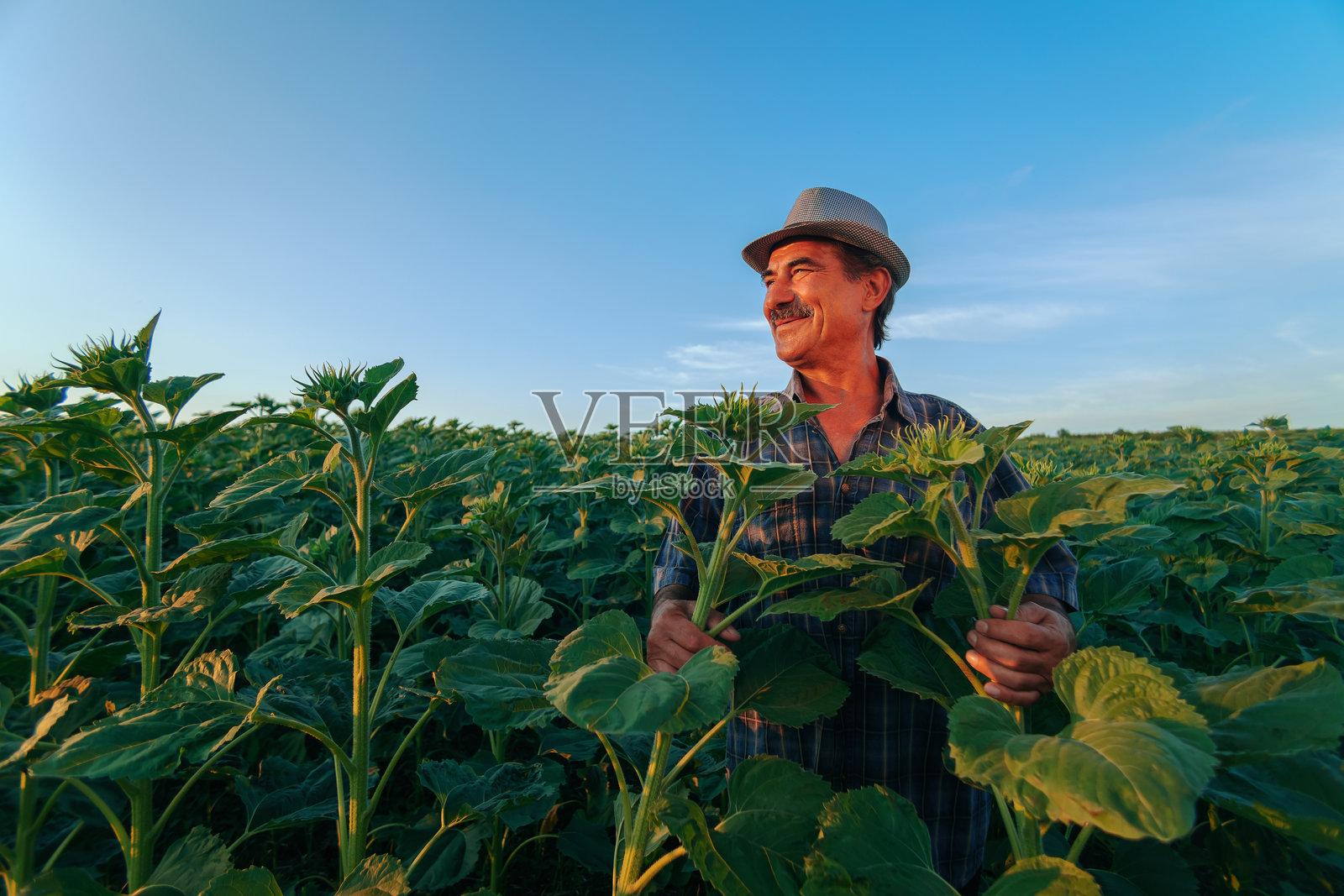 农业土地上留白的老农民肖像，留着胡子。照片摄影图片