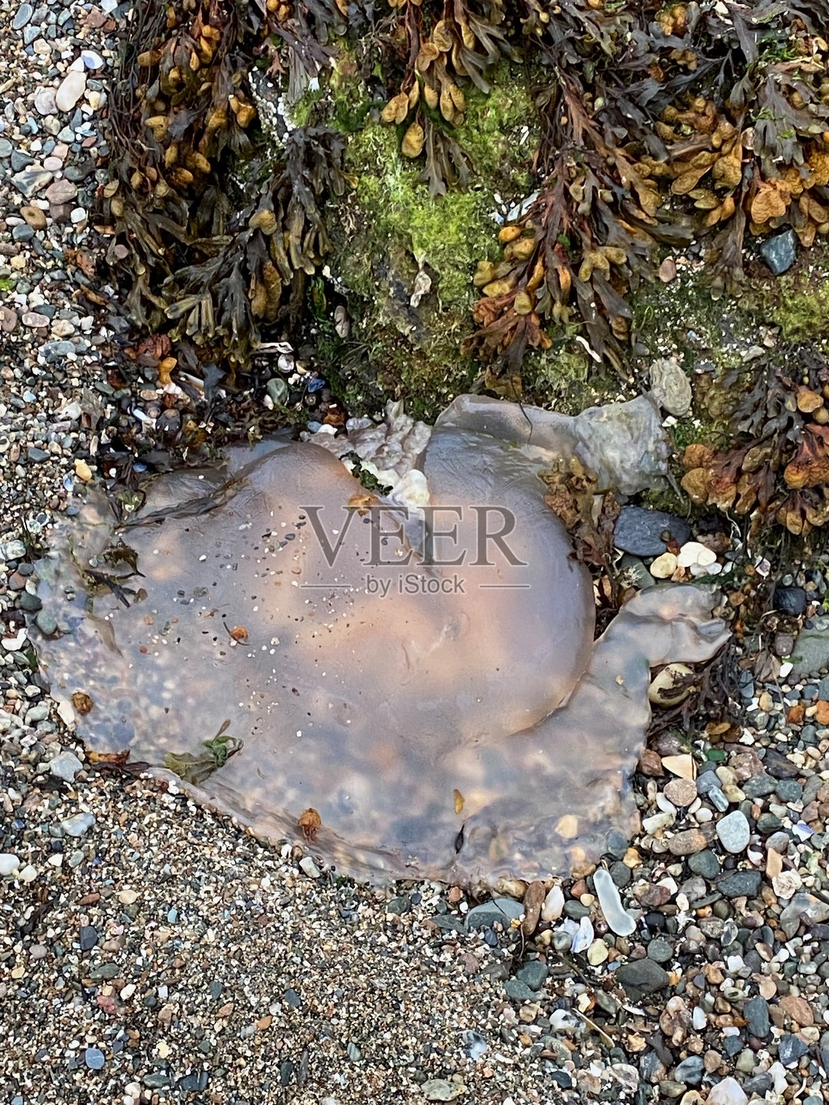 苏格兰海景与风景照片摄影图片