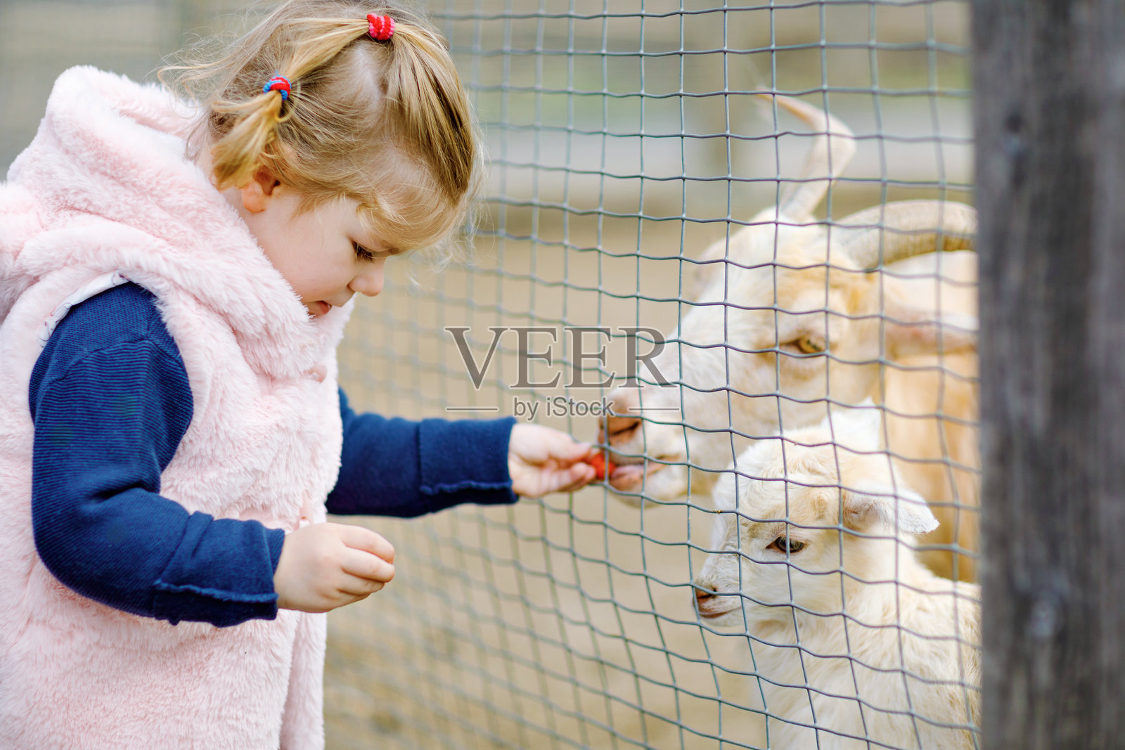 可爱的幼儿女孩在儿童农场喂小山羊和小羊。美丽的宝宝在动物园抚摸动物。兴奋快乐的女孩在家庭周末。照片摄影图片