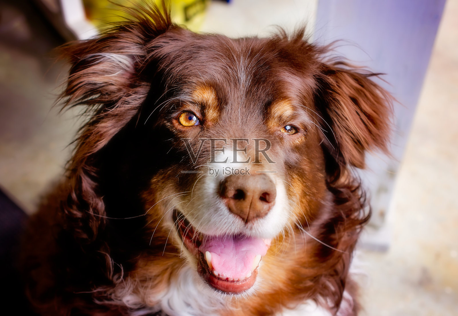 红色三色澳大利亚牧羊犬躺在阿拉巴马州科登的门廊上照片摄影图片