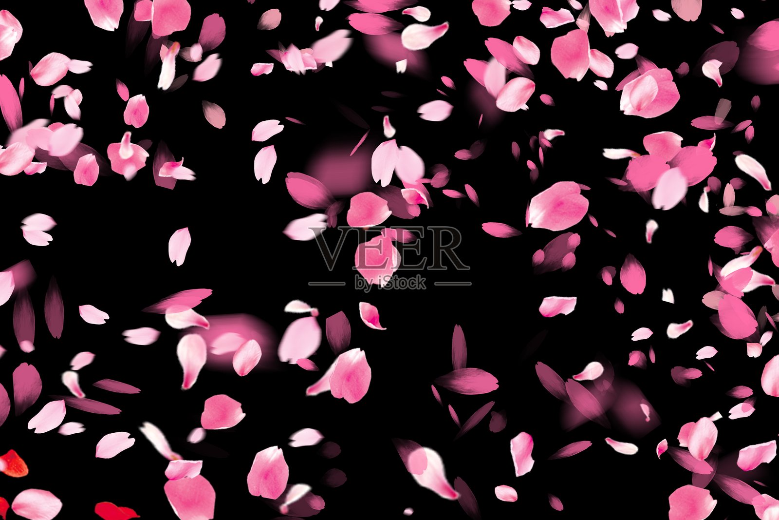 樱花插画图片素材