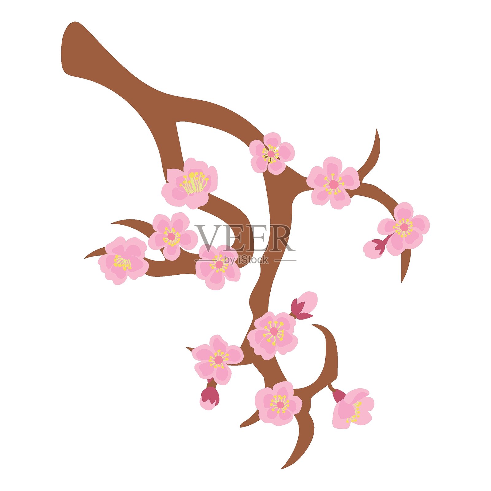 盛开的樱花枝的插图。白色背景，孤立展示。插画图片素材